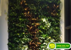 THI CÔNG TƯỜNG CÂY VĂN PHÒNG CÔNG TY HAXACO