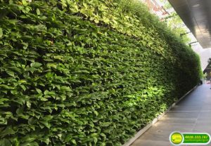 THI CÔNG TƯỜNG ĐỨNG 300M2- TOÀ NHÀ SAVICO