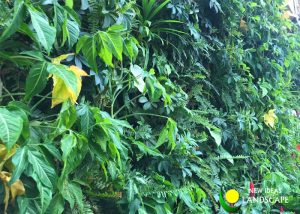 CHĂM SÓC VƯỜN TƯỜNG CÂY XANH NỘI THẤT