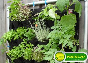 5 BƯỚC ĐƠN GIẢN ĐỂ LÀM VƯỜN RAU THẲNG ĐỨNG RAU TẠI NHÀ