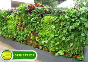 CÁC LOẠI CÂY PHÙ HỢP TRÔNG TRONG TƯỜNG RAU THẲNG ĐỨNG